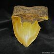 Giant Megalodon Tooth From SC #839-1